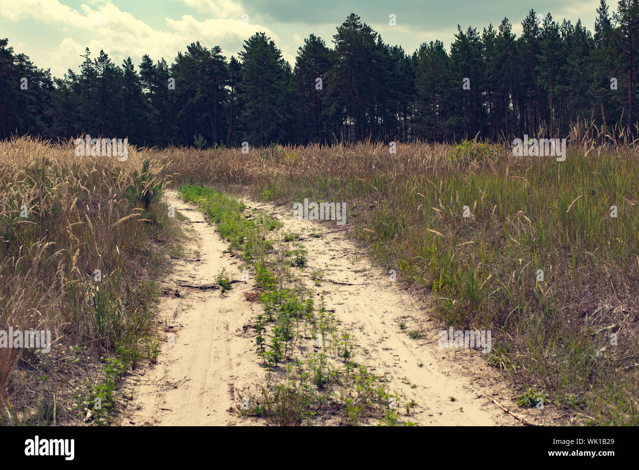 Paysage rural, route de sable dans une forêt de pins Banque D'Images