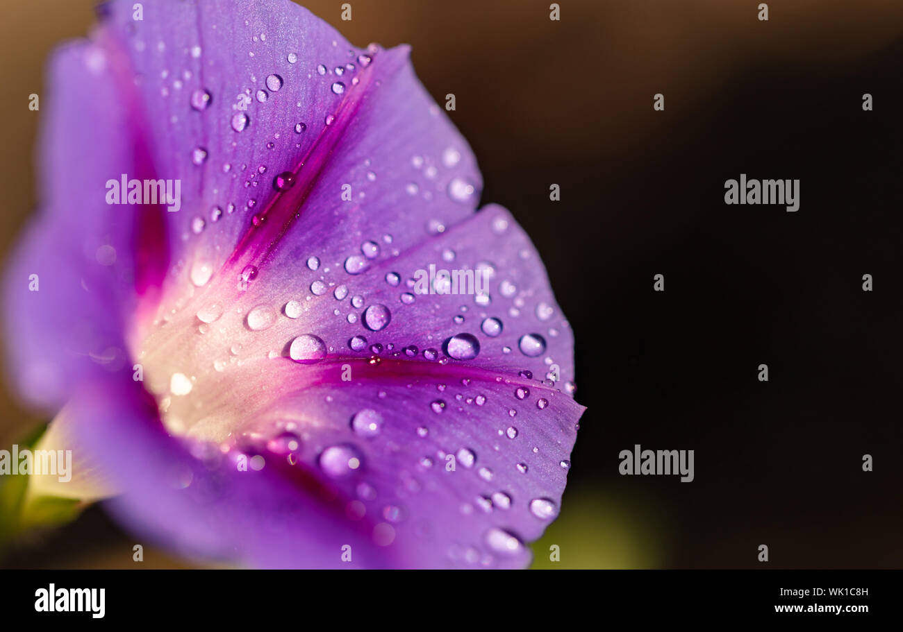 Liseron des champs jardin gros plan de fleurs avec des gouttes de rosée Banque D'Images