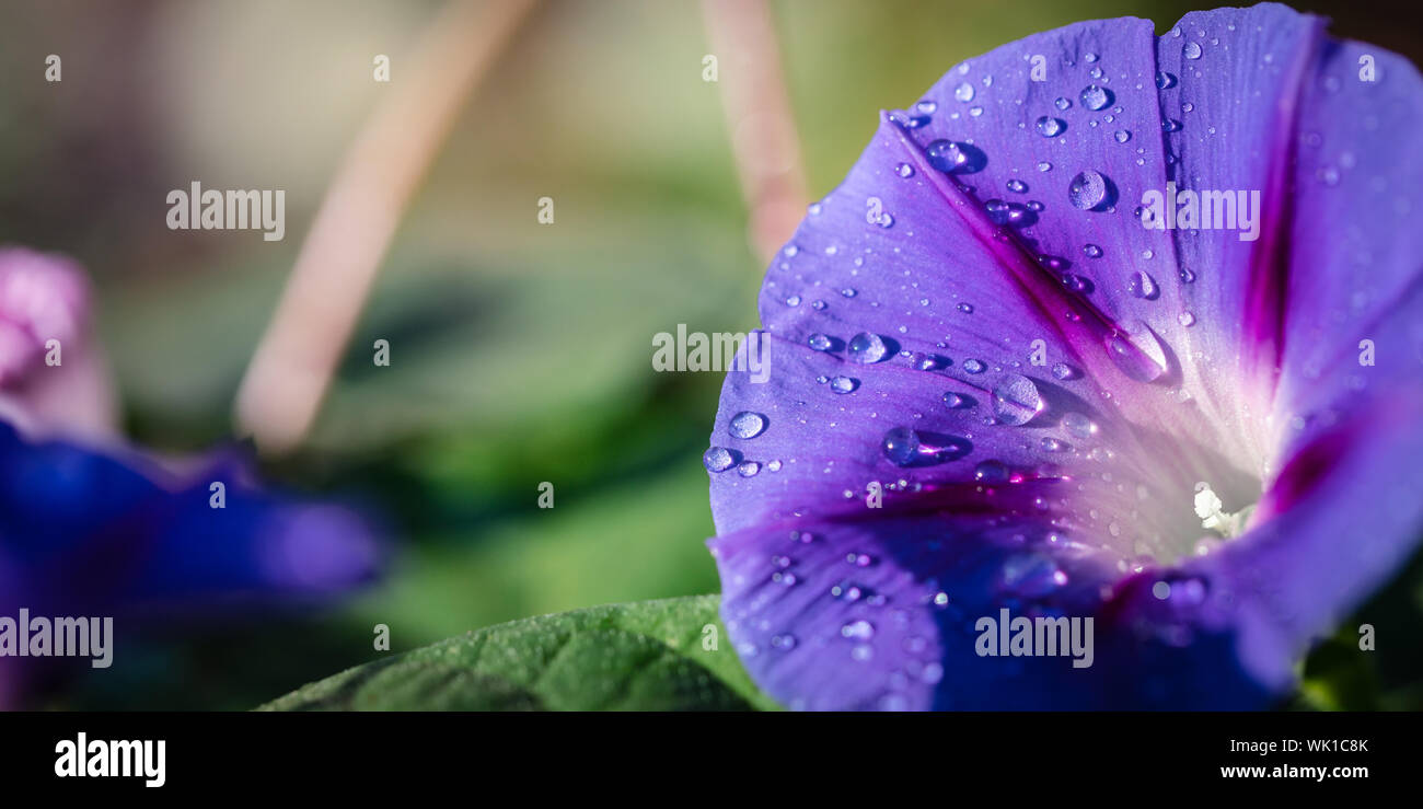 Liseron des champs jardin gros plan de fleurs avec des gouttes de rosée Banque D'Images
