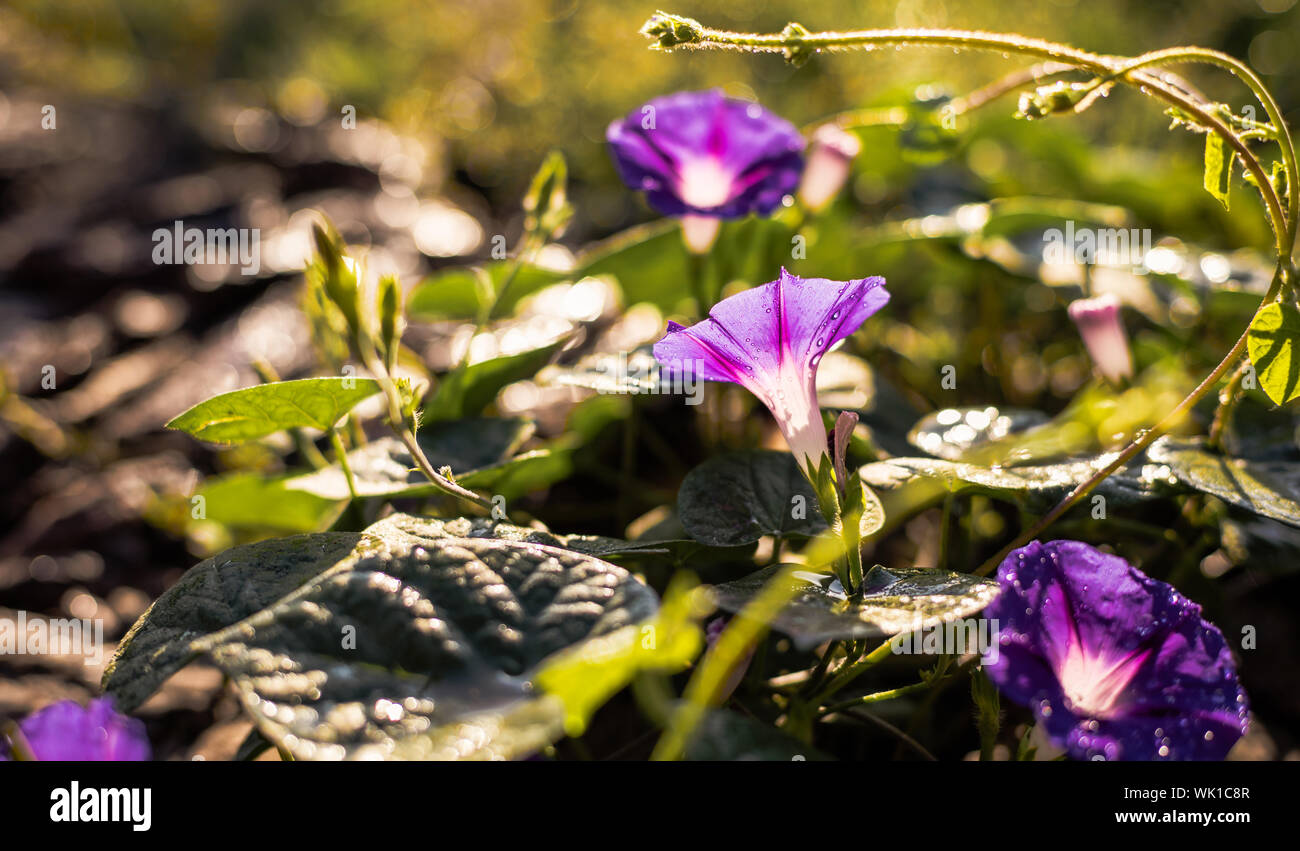 Liseron des champs jardin gros plan de fleurs avec des gouttes de rosée Banque D'Images