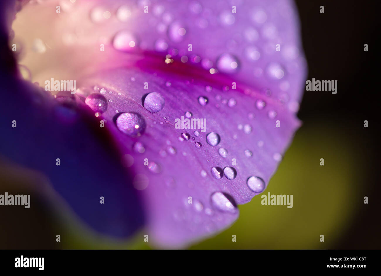 Liseron des champs jardin gros plan de fleurs avec des gouttes de rosée Banque D'Images