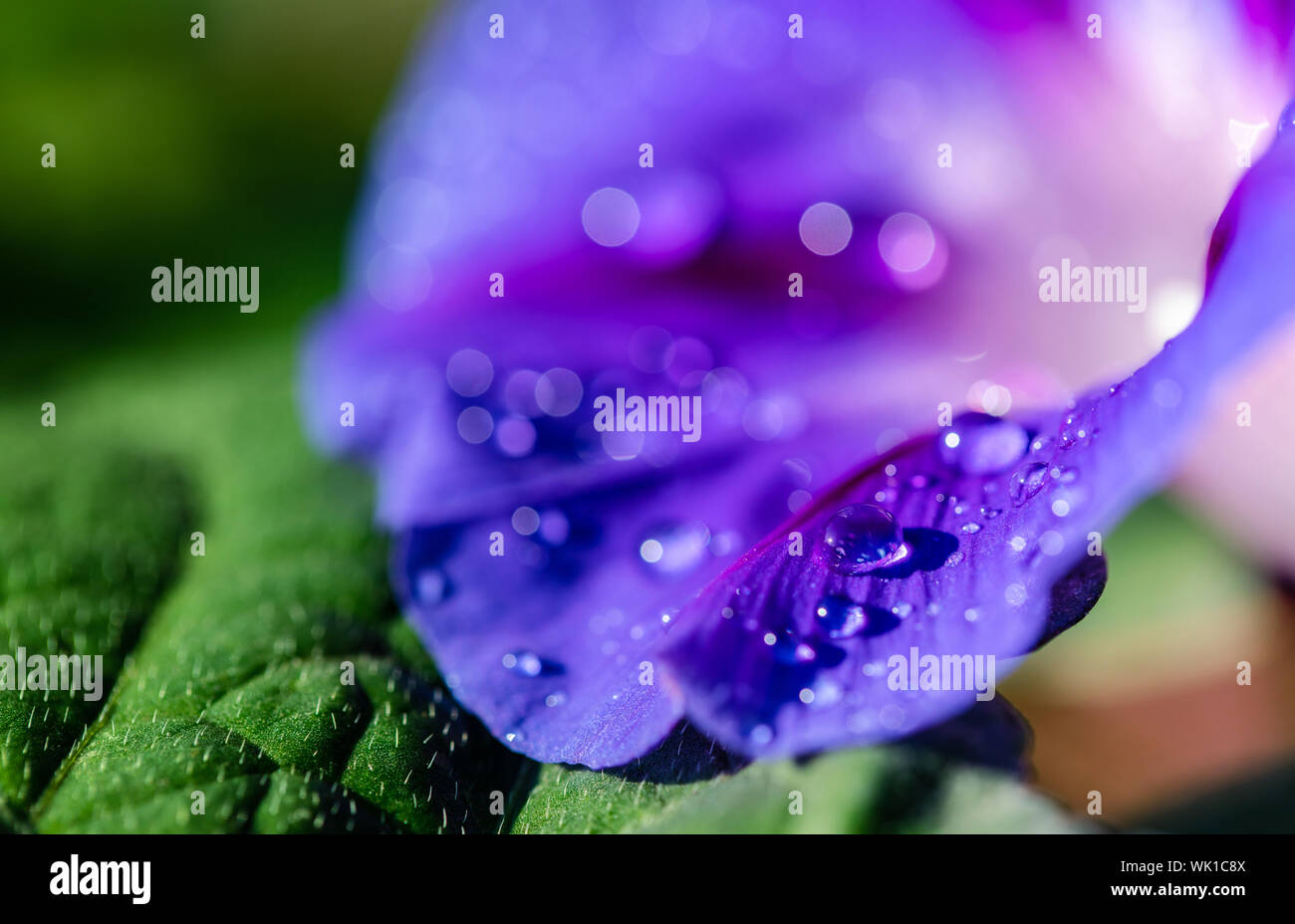 Liseron des champs jardin gros plan de fleurs avec des gouttes de rosée Banque D'Images