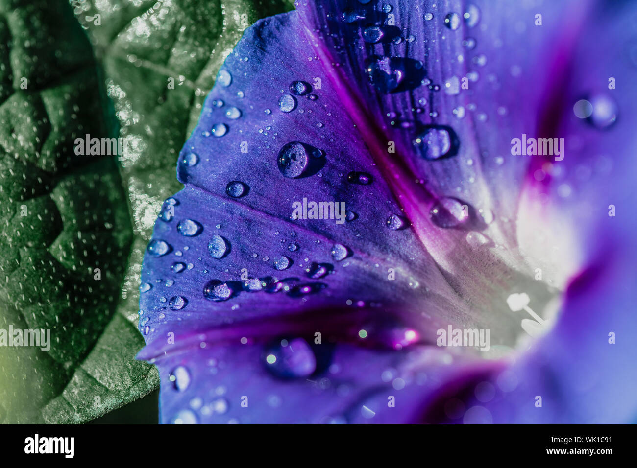 Liseron des champs jardin gros plan de fleurs avec des gouttes de rosée Banque D'Images