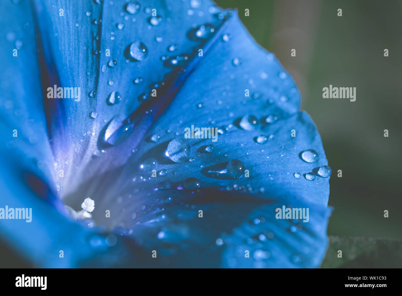 Liseron des champs jardin gros plan de fleurs avec des gouttes de rosée Banque D'Images