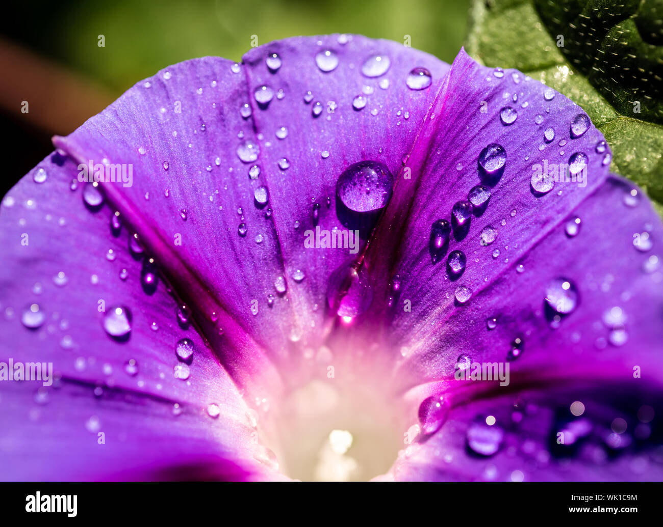 Liseron des champs jardin gros plan de fleurs avec des gouttes de rosée Banque D'Images