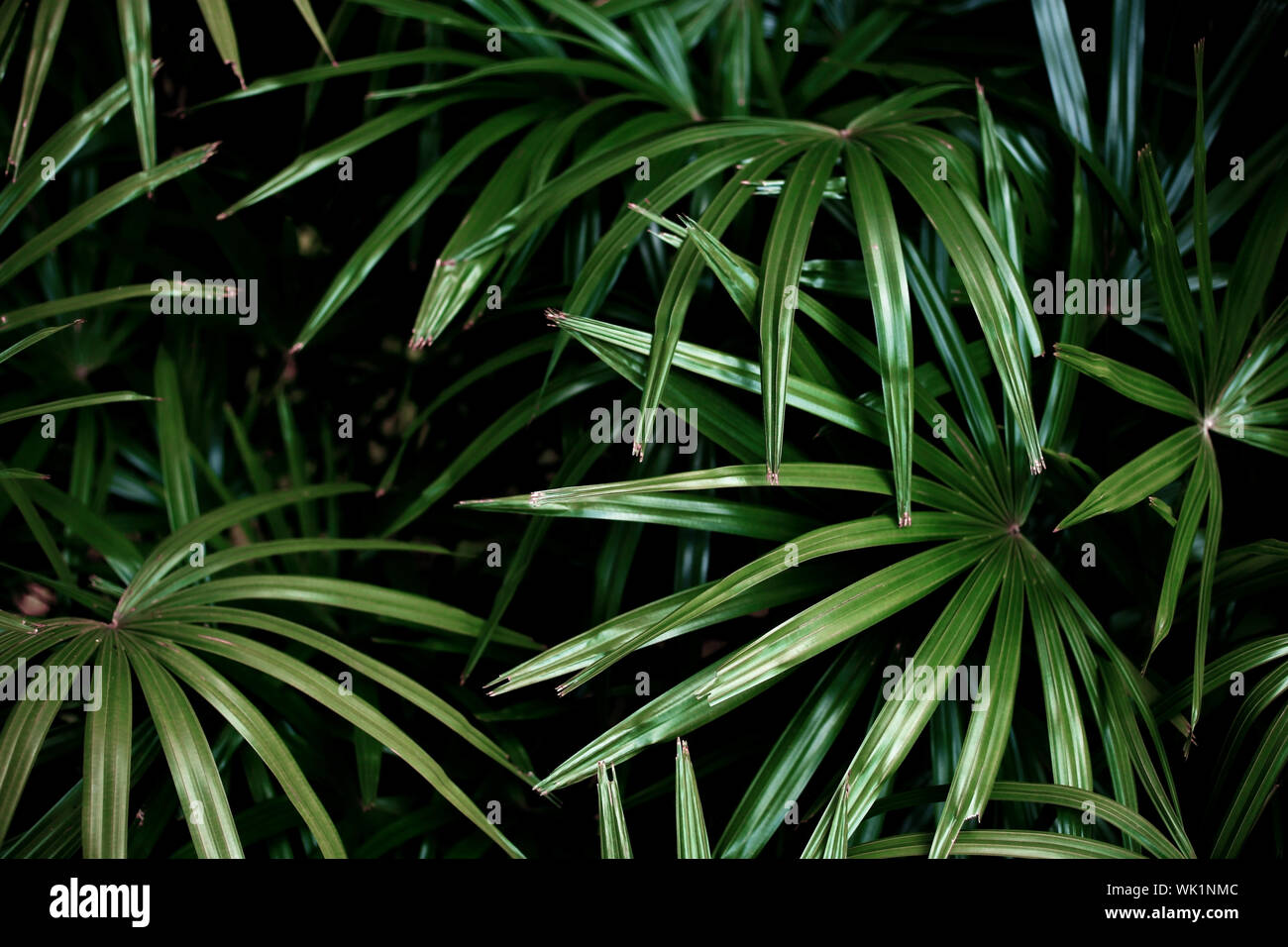 Feuilles de palmier vert dans la jungle tropicale sur fond sombre. Banque D'Images