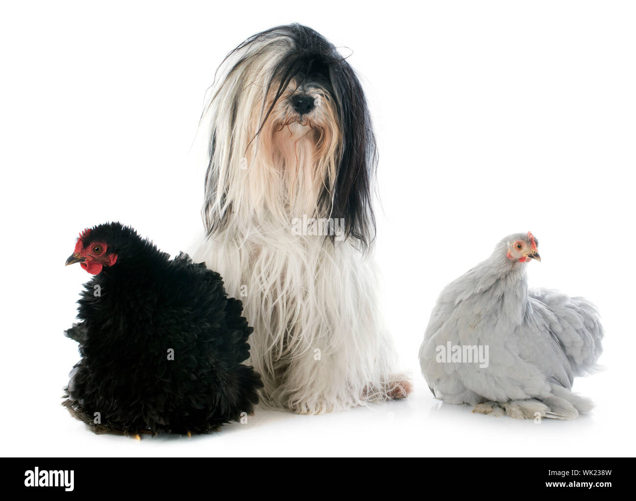 Terrier tibétain et de poulet in front of white background Banque D'Images