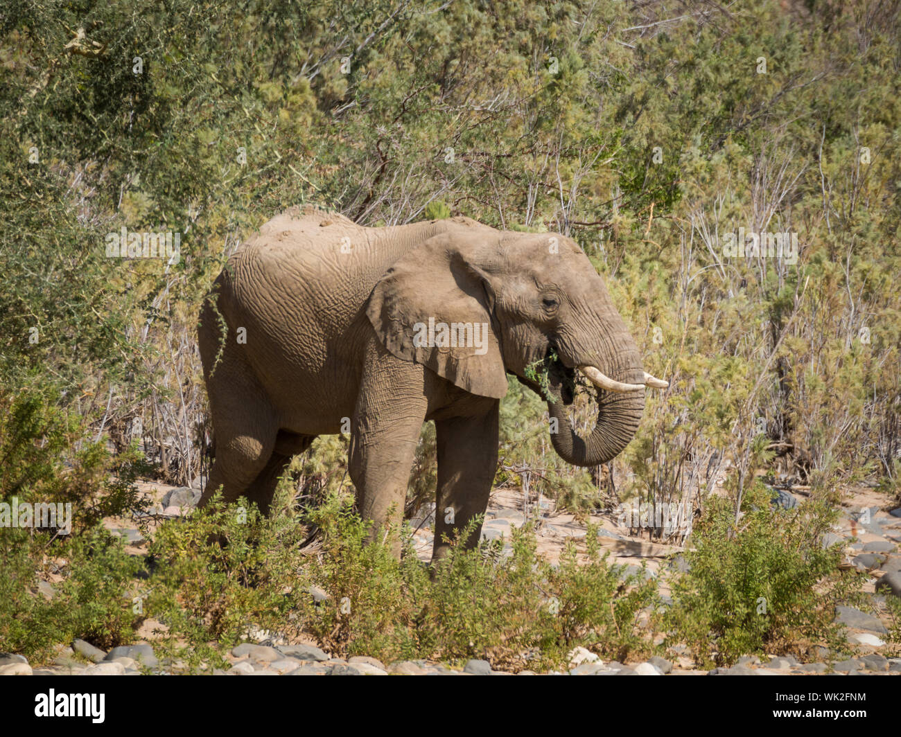 Manger l'éléphant du désert de Namibie, l'Afrique Centrale Banque D'Images