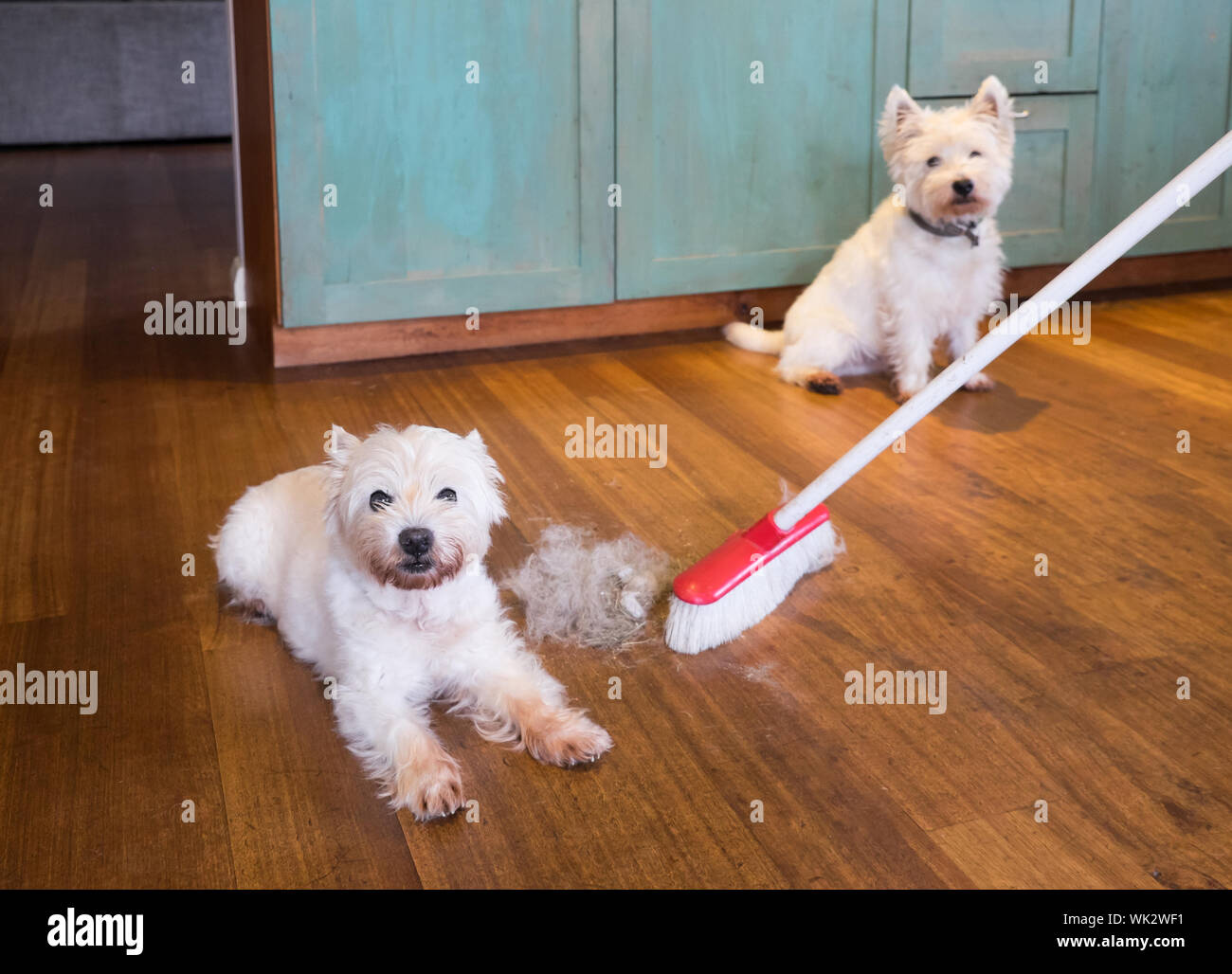 Fourrure de chien délestage : balayer balai cheveux sales de la mue dans  les terriers blancs du West Highland House Photo Stock - Alamy