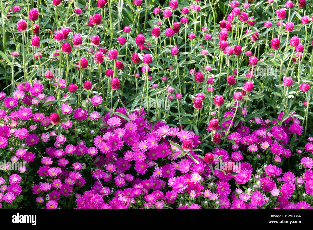 Lit de fleurs de mauve, combinaison de couleurs, de l'Aster Callistephus chinensis, Chinois, Globe Amarante Gomphrena haageana Banque D'Images