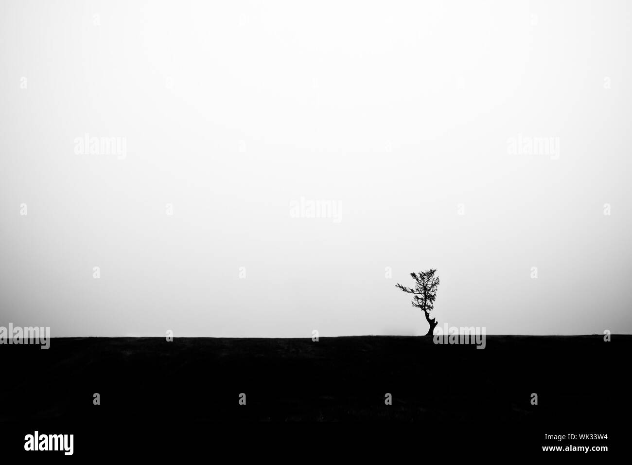 Le minimalisme. Lonely tree sur l'horizon. Silhouette contraste photo. La partie supérieure est léger, le fond est noir. Copier l'espace. Banque D'Images