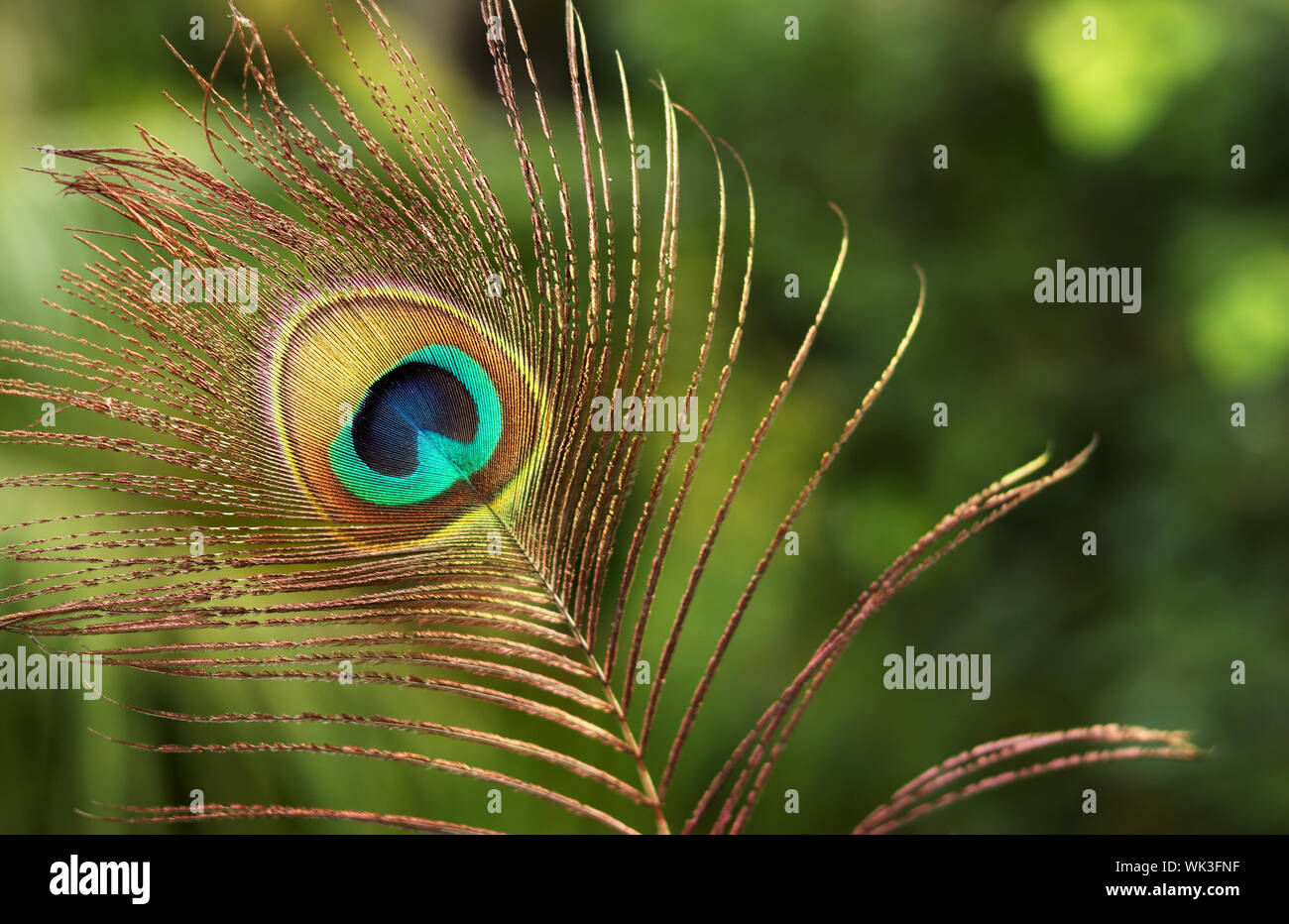 Plume de paon Banque de photographies et d’images à haute résolution Alamy
