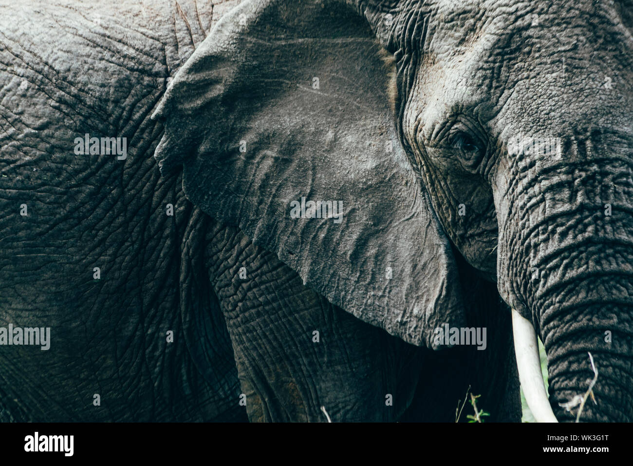 Closeup portrait d'éléphant tout la trame de remplissage Banque D'Images