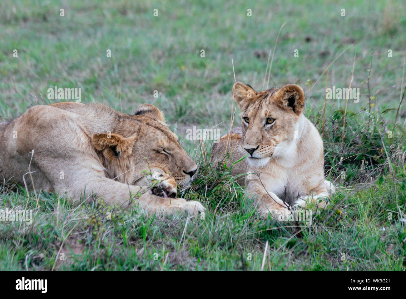 Des lionceaux au repos dans l'herbe, homme et femme regardant plus dormir Banque D'Images