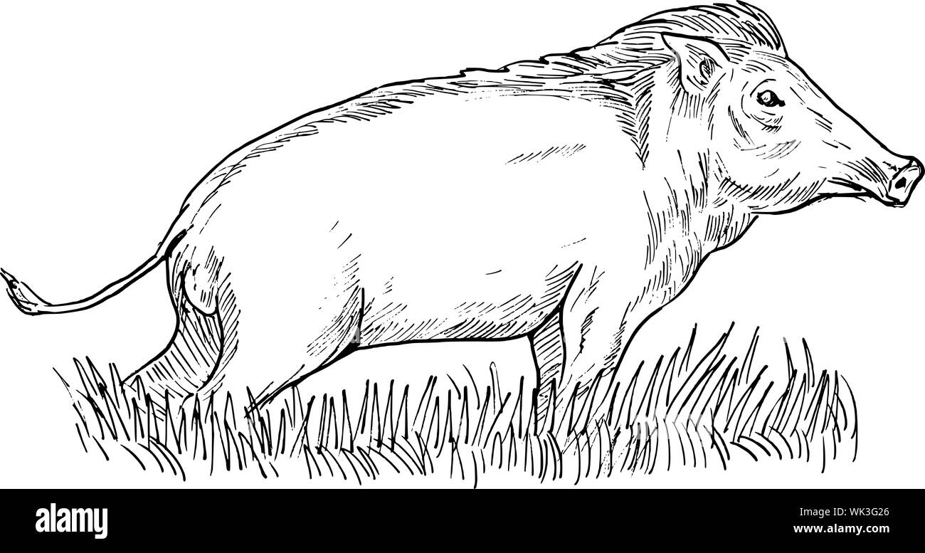 Croquis à main illustration d'un sanglier ou cochon en noir et blanc Banque D'Images