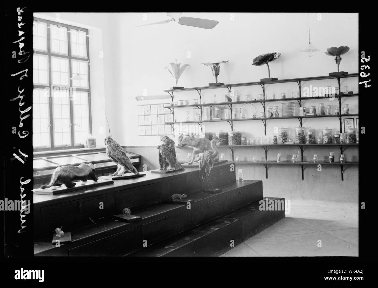 L'Iraq. (Mésopotamie). Collège royal de médecine de l'Iraq. Bagdad. Medical College. Le Musée de Biologie Banque D'Images