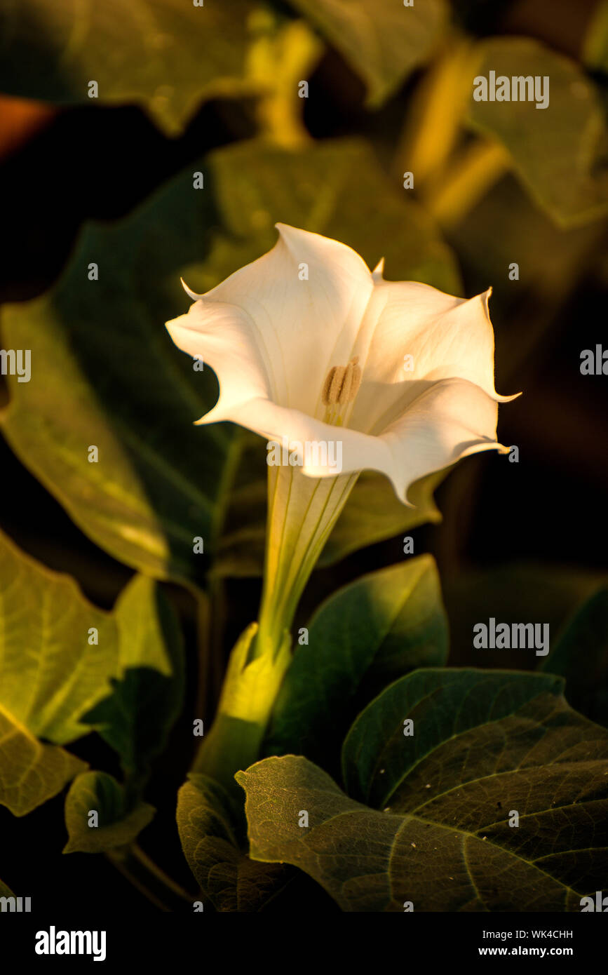 Datura stramonium, buisson à fleurs avec Apple Banque D'Images