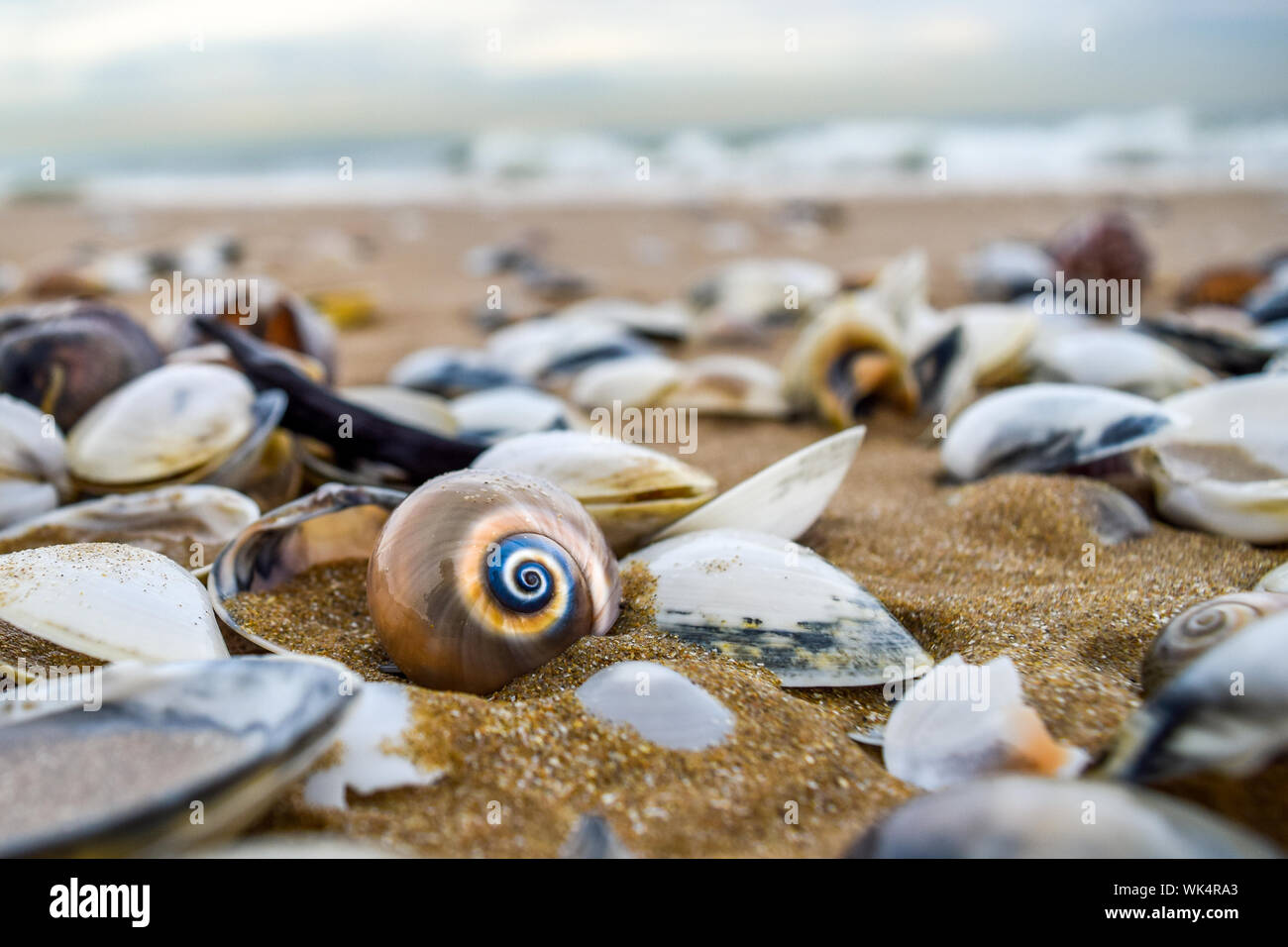Circulaire colorée Seashell en premier plan de coquillages dispersés sur la plage de TUNISIE - Tunis, Tunisie Banque D'Images