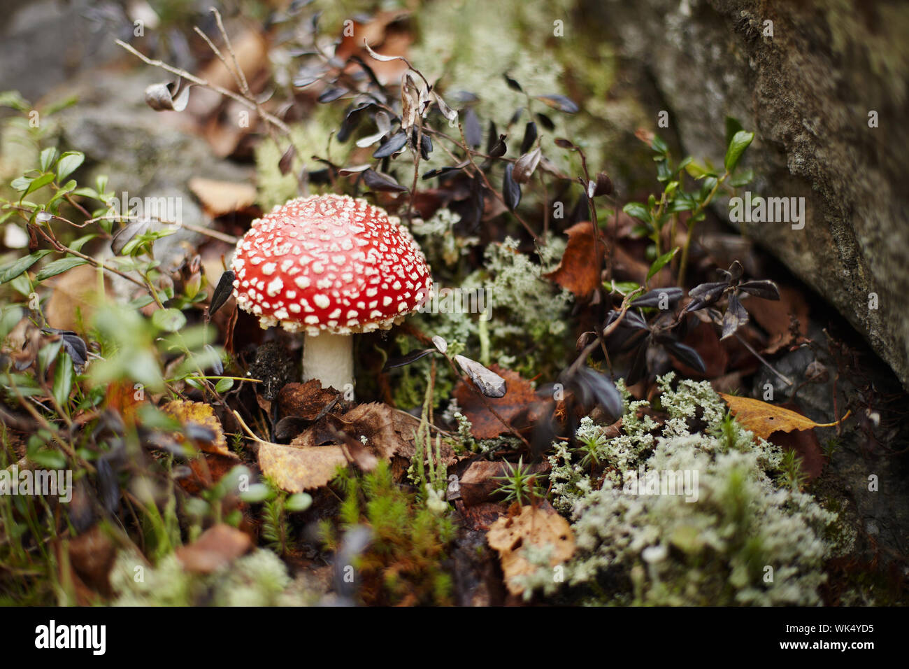 Agaric fly rouge entre les mousses et lichens de la forêt Banque D'Images