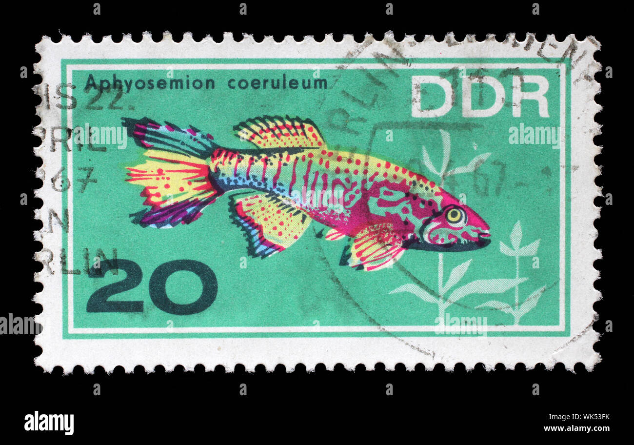 Timbres en l'Allemagne de l'Est (DDR) montre des poissons d'Aquarium Aphyosemion coeruleum, vers 1966. Banque D'Images