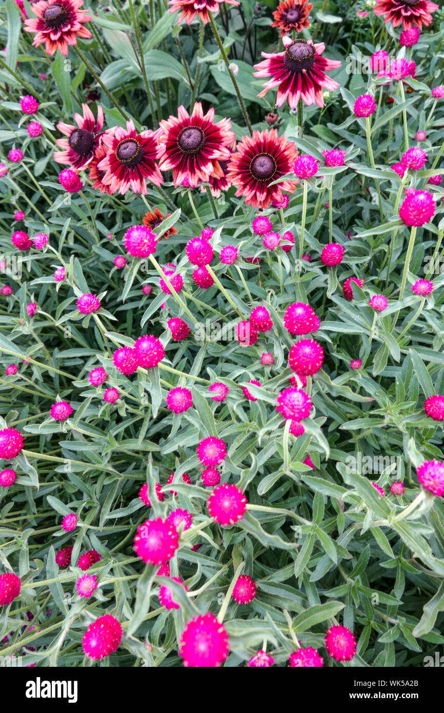 Lit de fleurs de mauve, combinaison de couleurs, Gomphrena haageana Globe Amarante, Rudbeckia 'Cherry Brandy' Banque D'Images