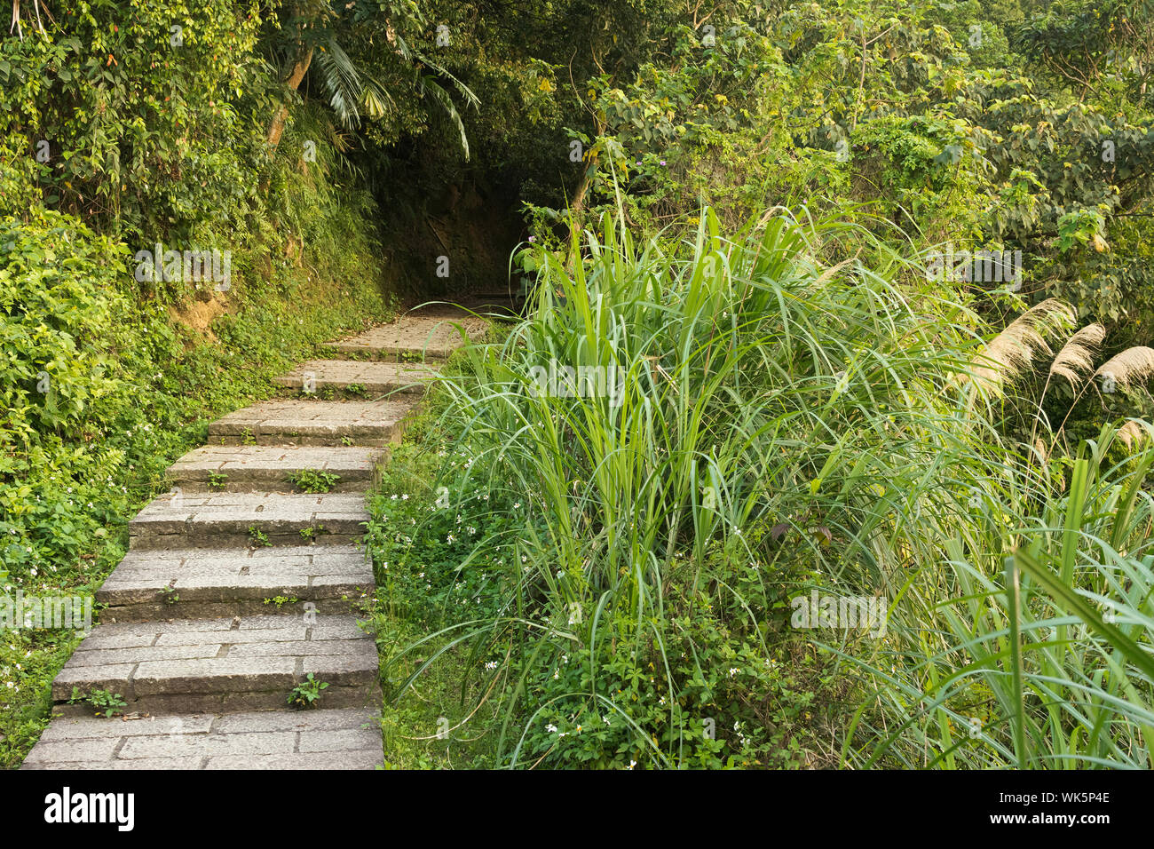 Sentier de plein air en forêt de parc à Xiangshan, Taipei, Taiwan. Banque D'Images