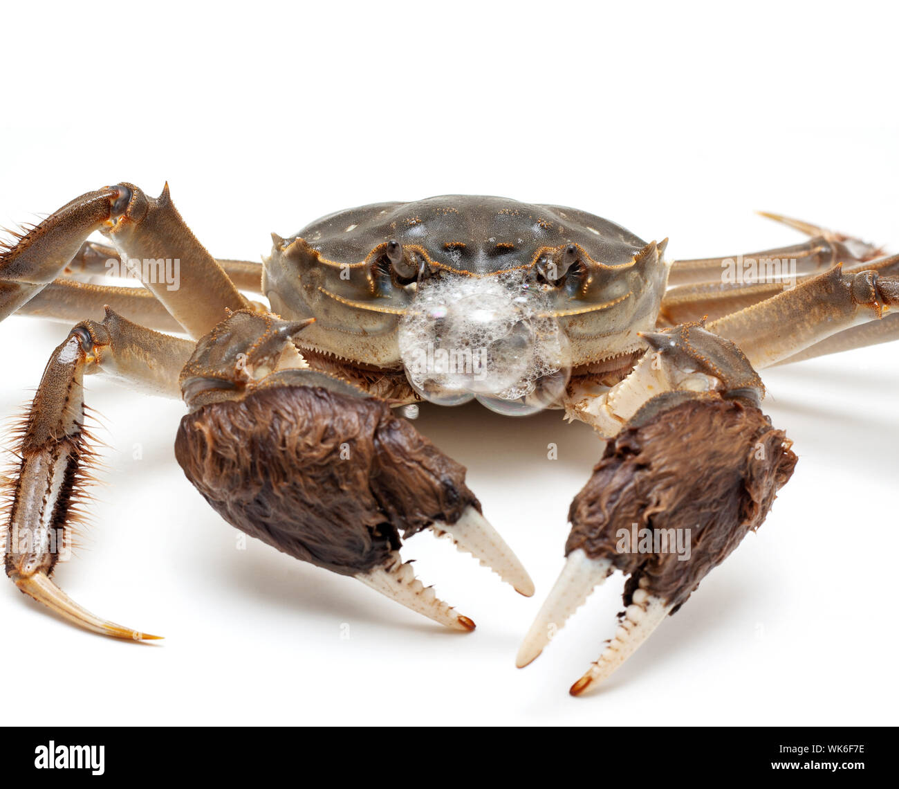 Crabe chinois isolé sur fond blanc Banque D'Images