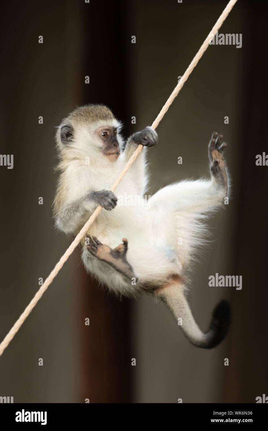 Un singe s'accroche à la corde de guy une tente avec ses pattes tout en essayant désespérément de l'atteindre avec ses pieds. Il a les yeux bruns, un noir f Banque D'Images