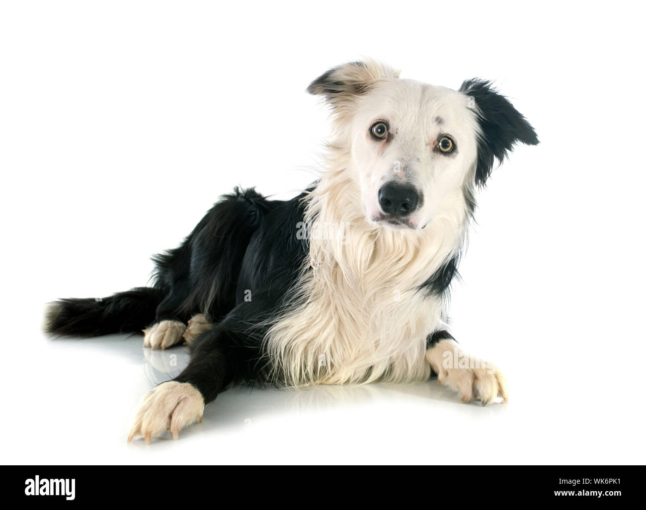 Border Collie pure race, in front of white background Banque D'Images