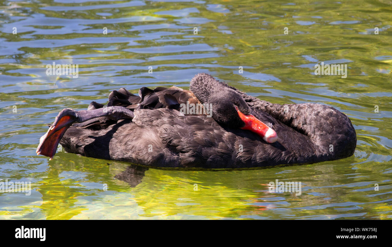 Magnifique cygne noir solitaire sur le lac Banque D'Images