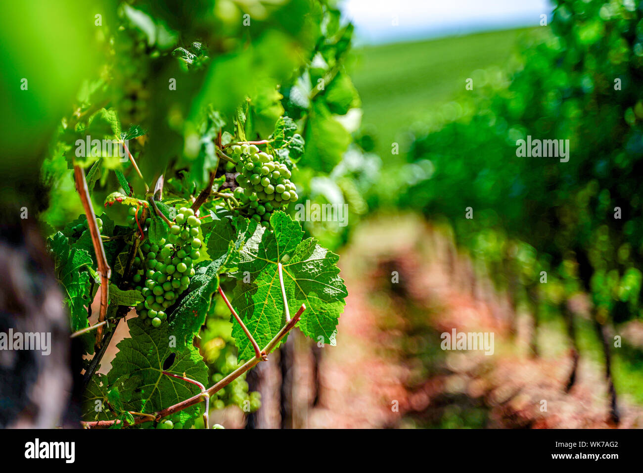 Les raisins pour le vin blanc sur le cep en Alsace, France, Europe Banque D'Images