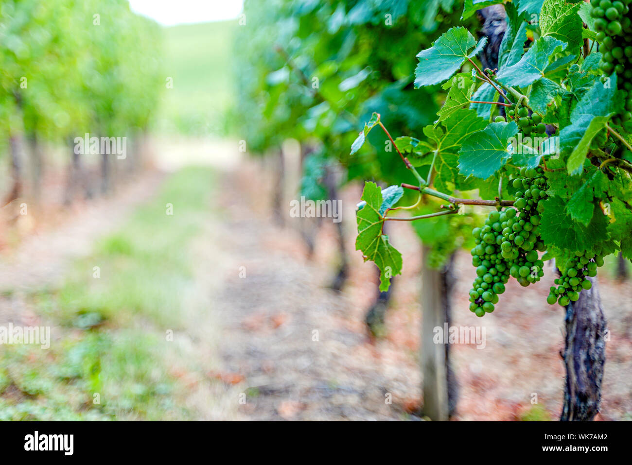 Les raisins pour le vin blanc sur le chantier de la vigne en Alsace, France Banque D'Images