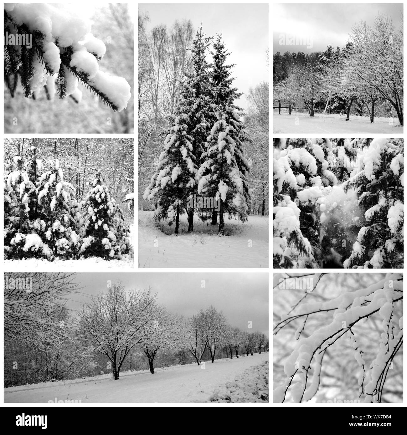 Belle forêt de pins, d'hiver Banque D'Images