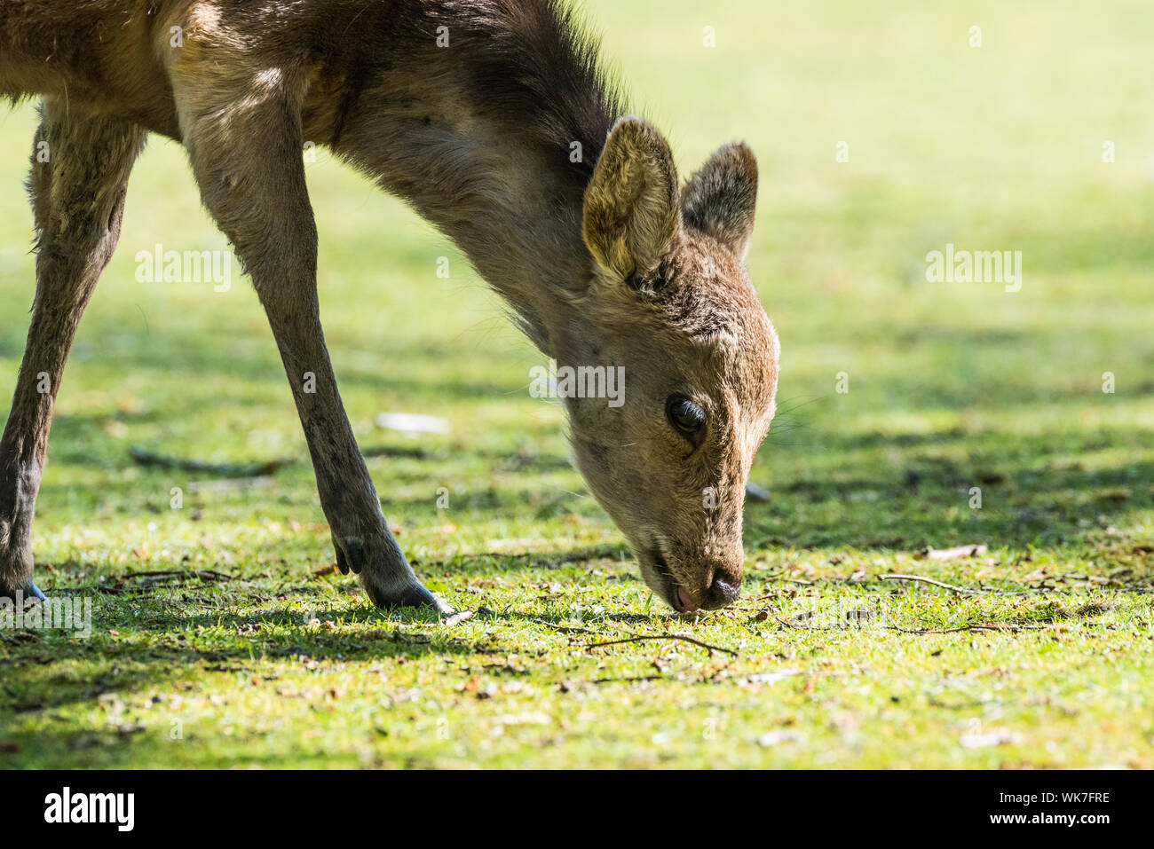 Le cerf sika fawn le pâturage. Banque D'Images