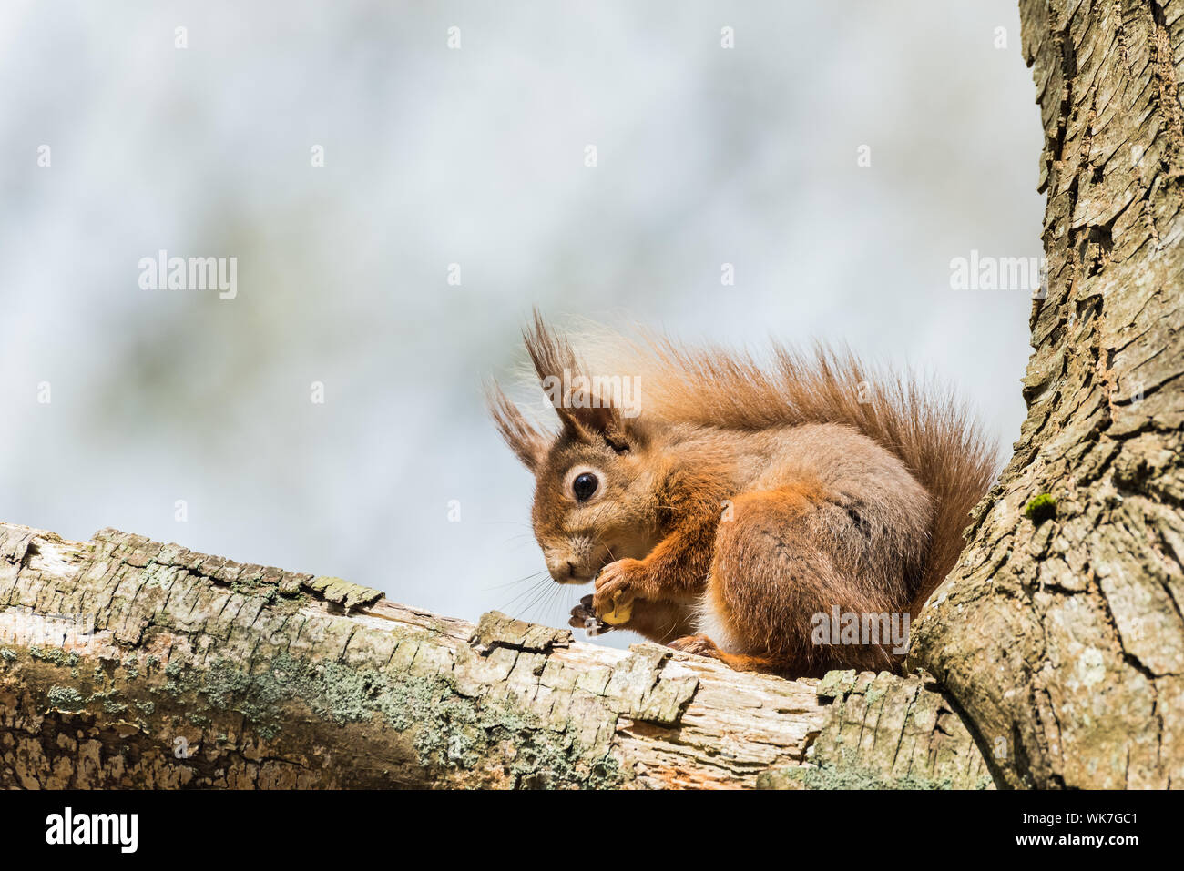 Écureuil rouge sur l'île de Brownsea, dans le Dorset. Banque D'Images