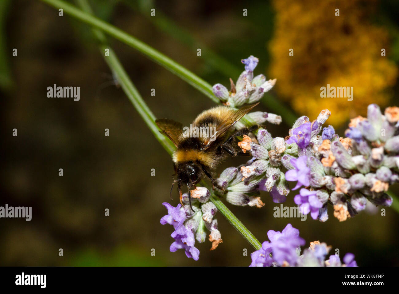 Cuckoo bumblee champ sur des fleurs de lavande Banque D'Images