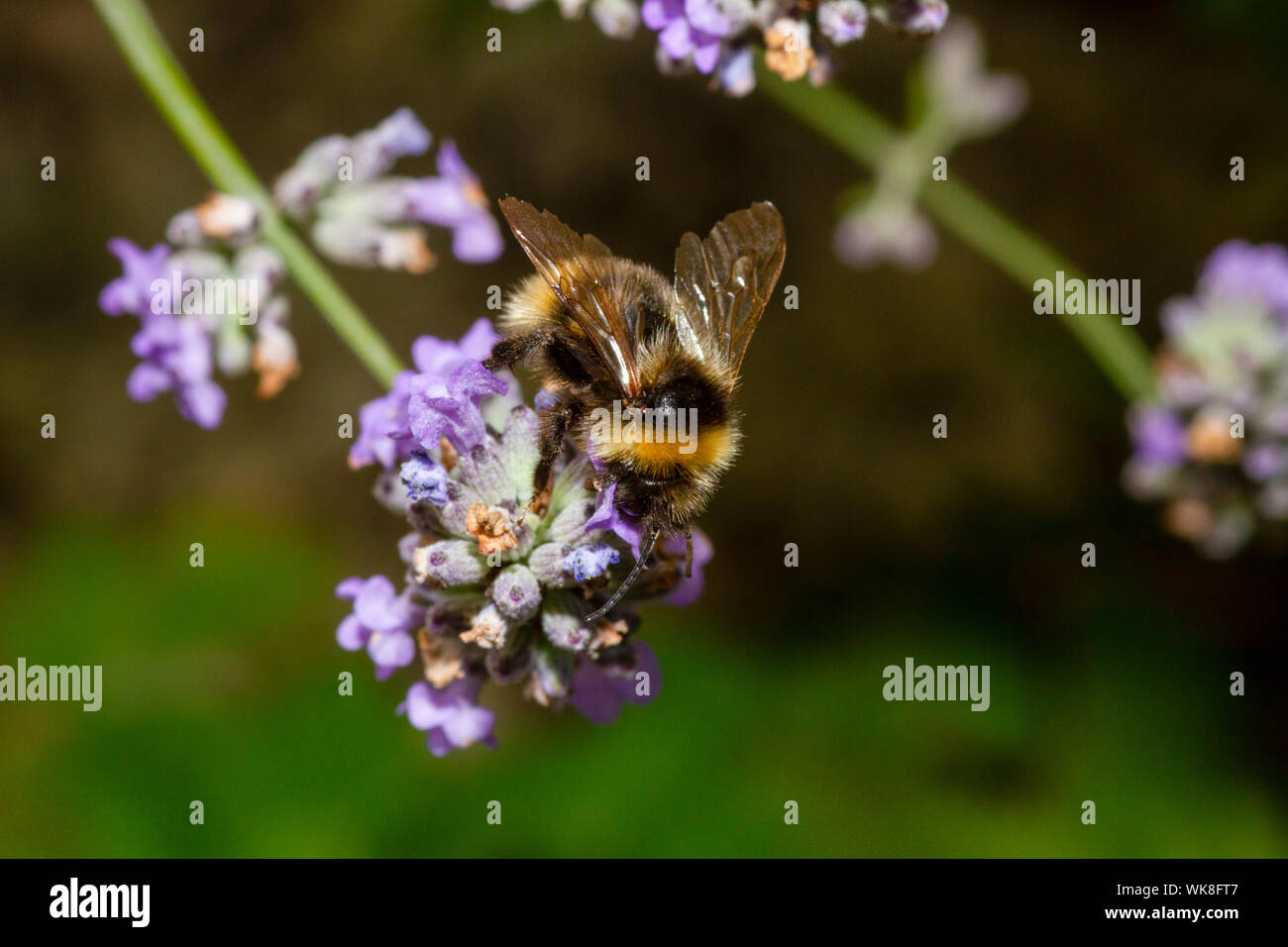 Cuckoo bumblee champ sur des fleurs de lavande Banque D'Images