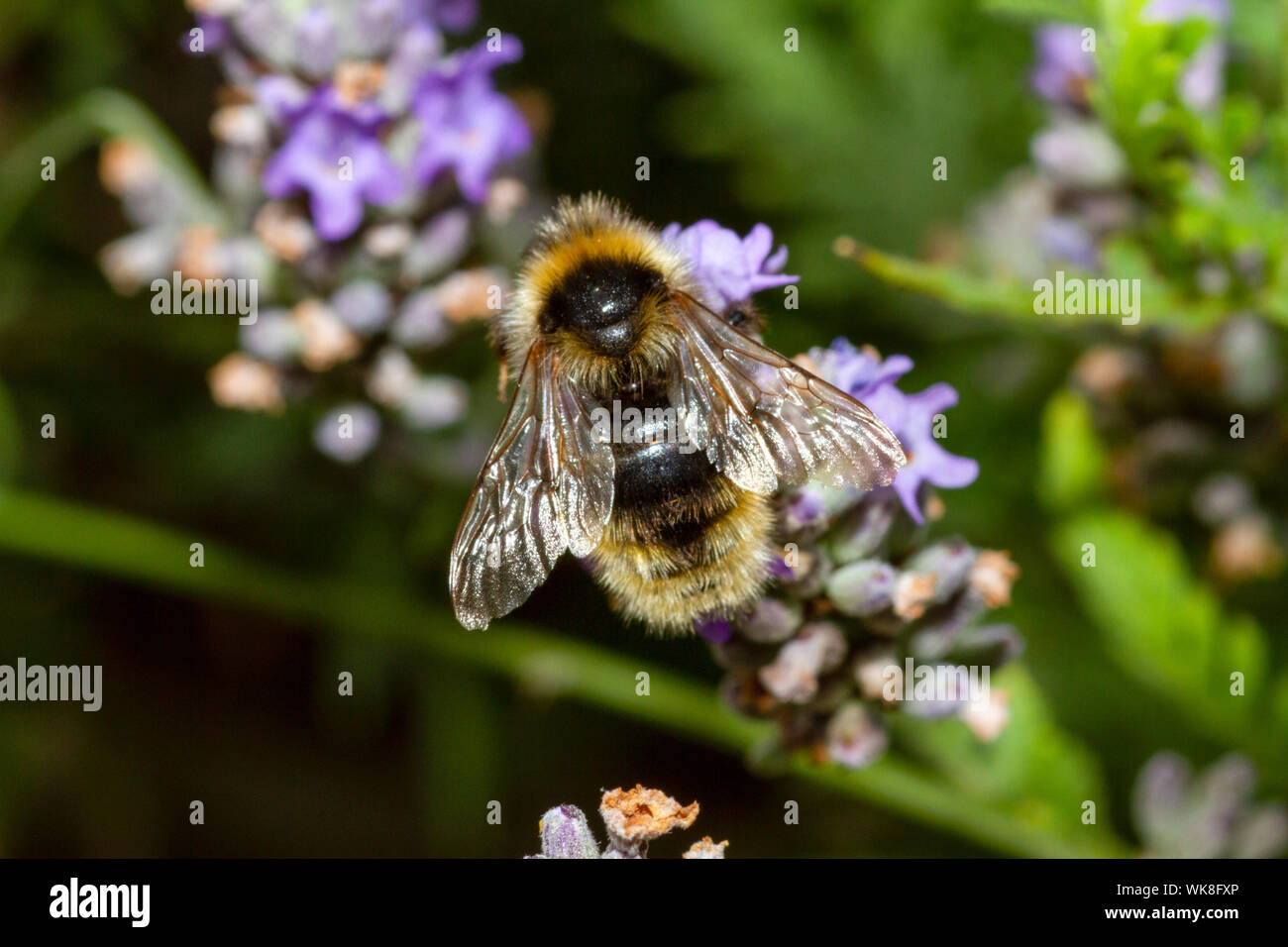 Cuckoo bumblee champ sur des fleurs de lavande Banque D'Images