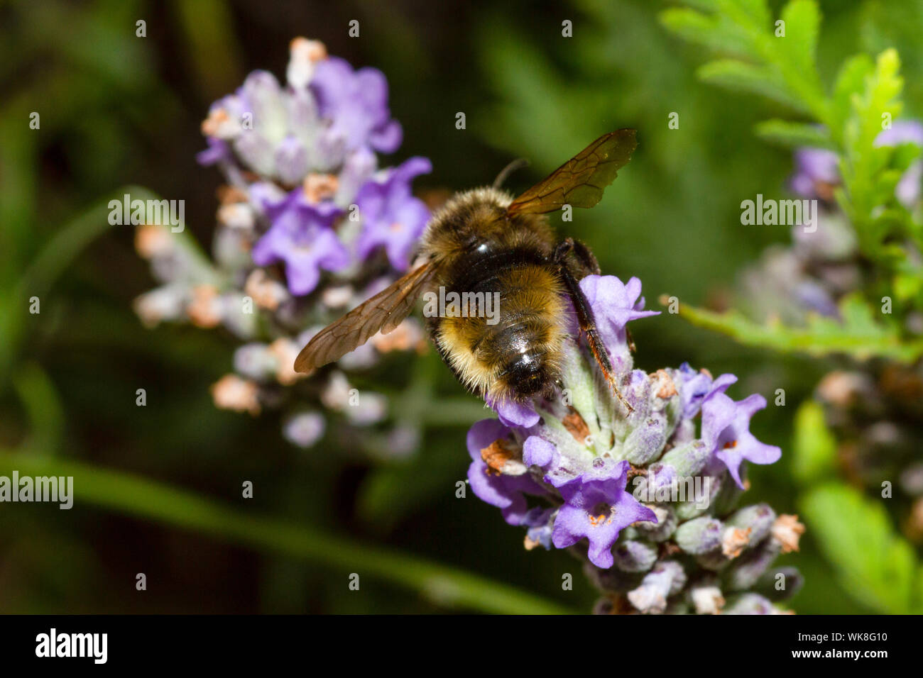 Cuckoo bumblee champ sur des fleurs de lavande Banque D'Images