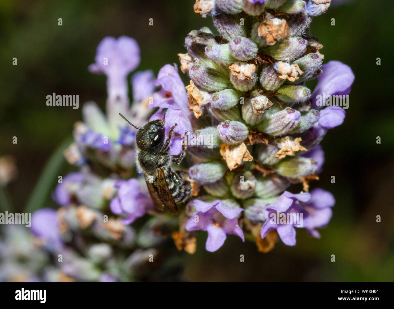 Blue Mason bee sur la lavande Banque D'Images