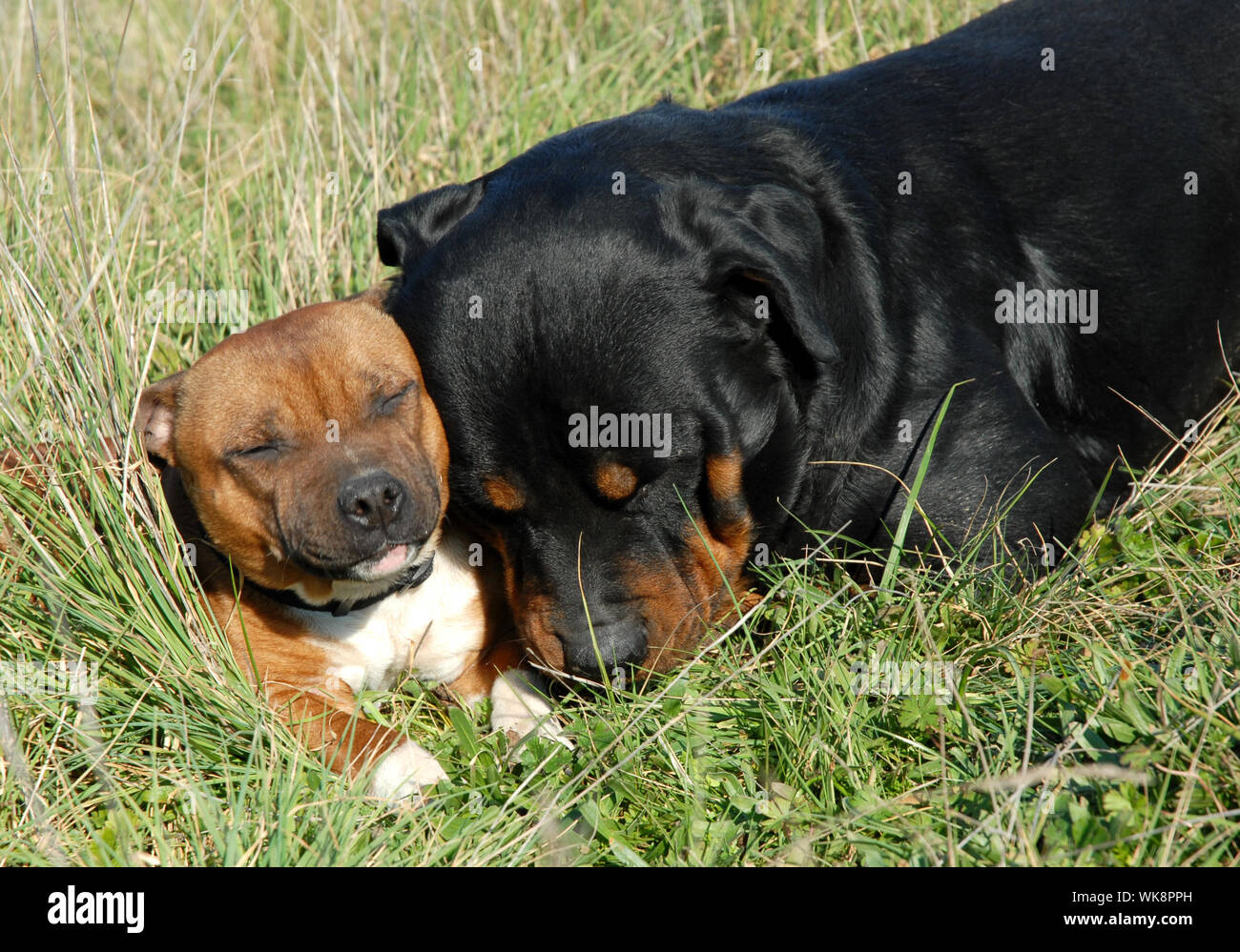 Staff Rottweiler Staffie noir Banque de photographies et d’images à haute résolution - Alamy