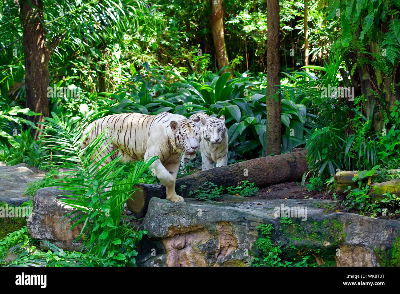 Tigre blanc Banque D'Images