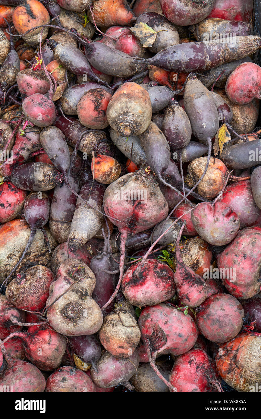 Affichage de forme oblongue et ronde fraîchement récolté beetroots Banque D'Images