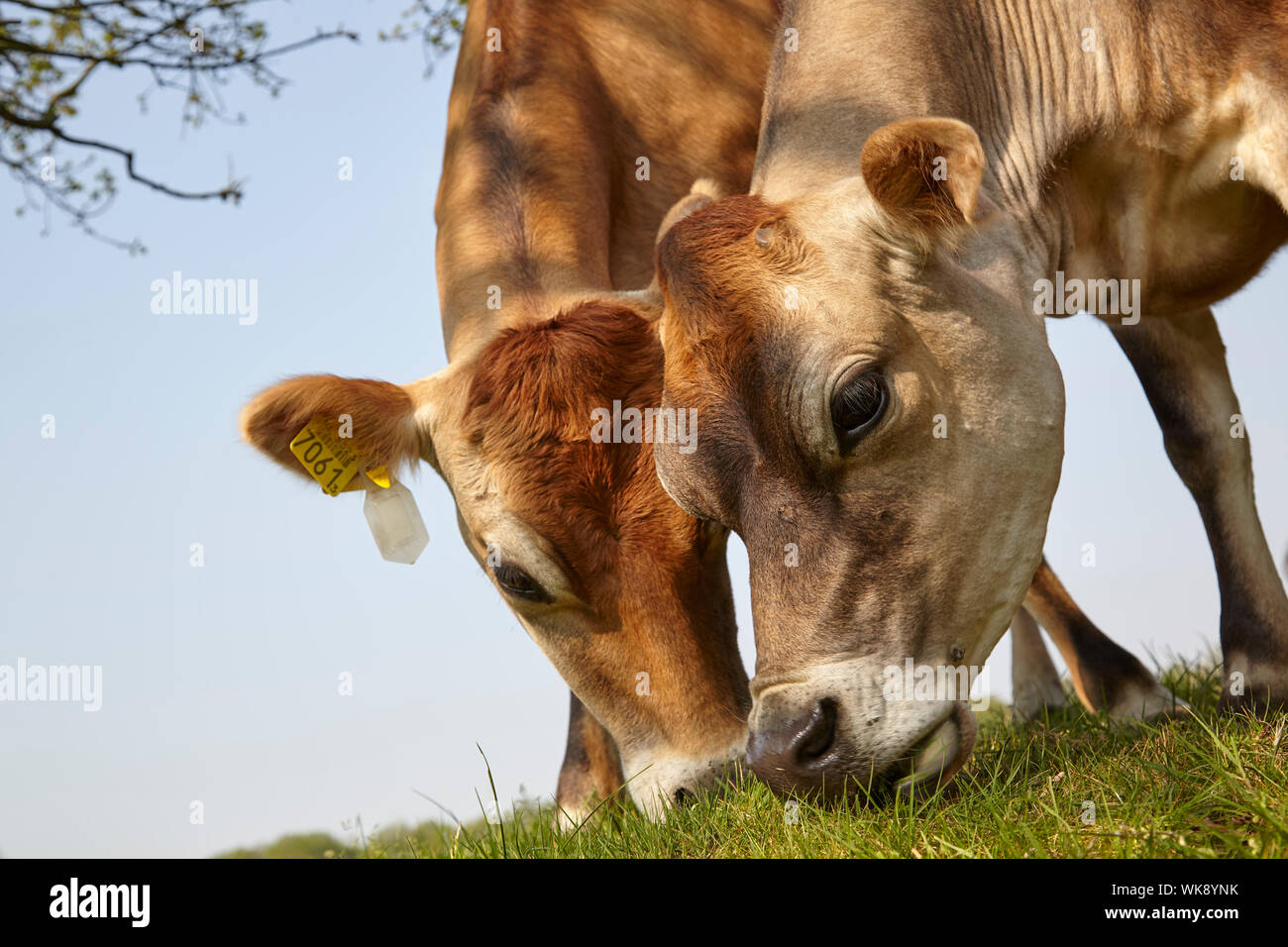 Close-up de deux vaches qui paissent Jersey Banque D'Images