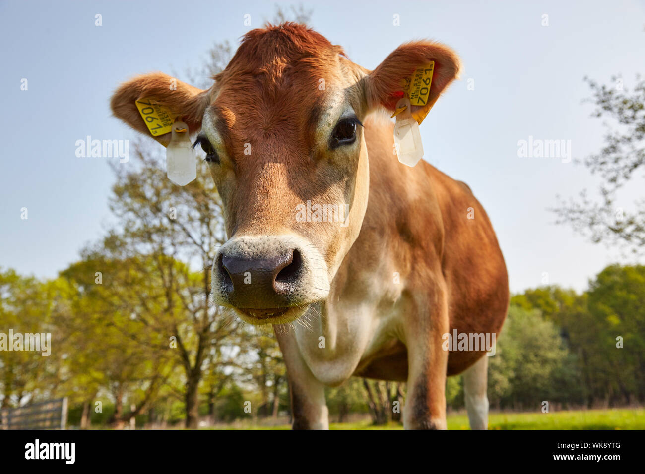 Jersey vache laitière avec étiquettes d'oreilles Banque D'Images
