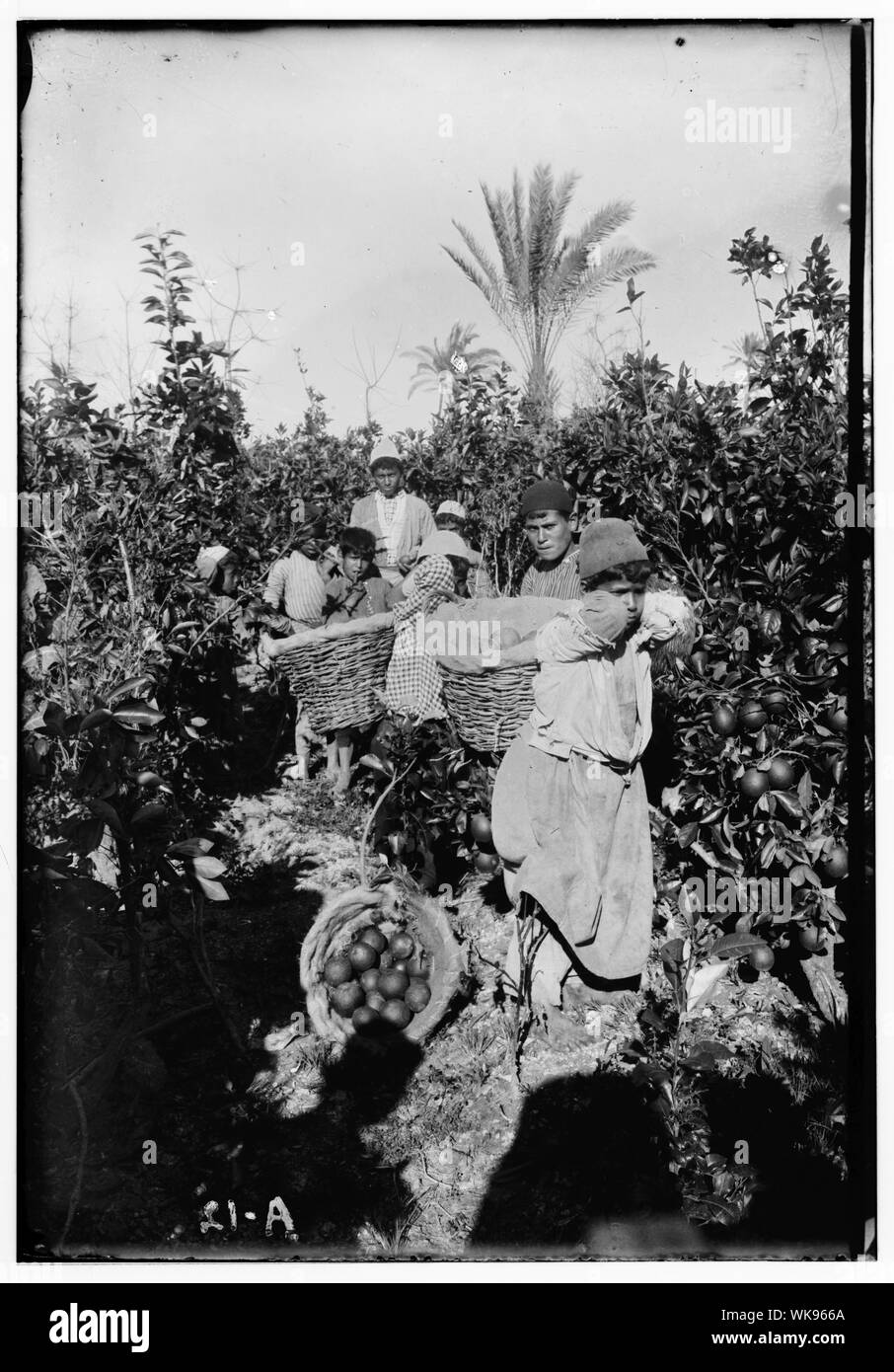 La culture d'orange de Jaffa. Les garçons avec des paniers d'oranges Banque D'Images
