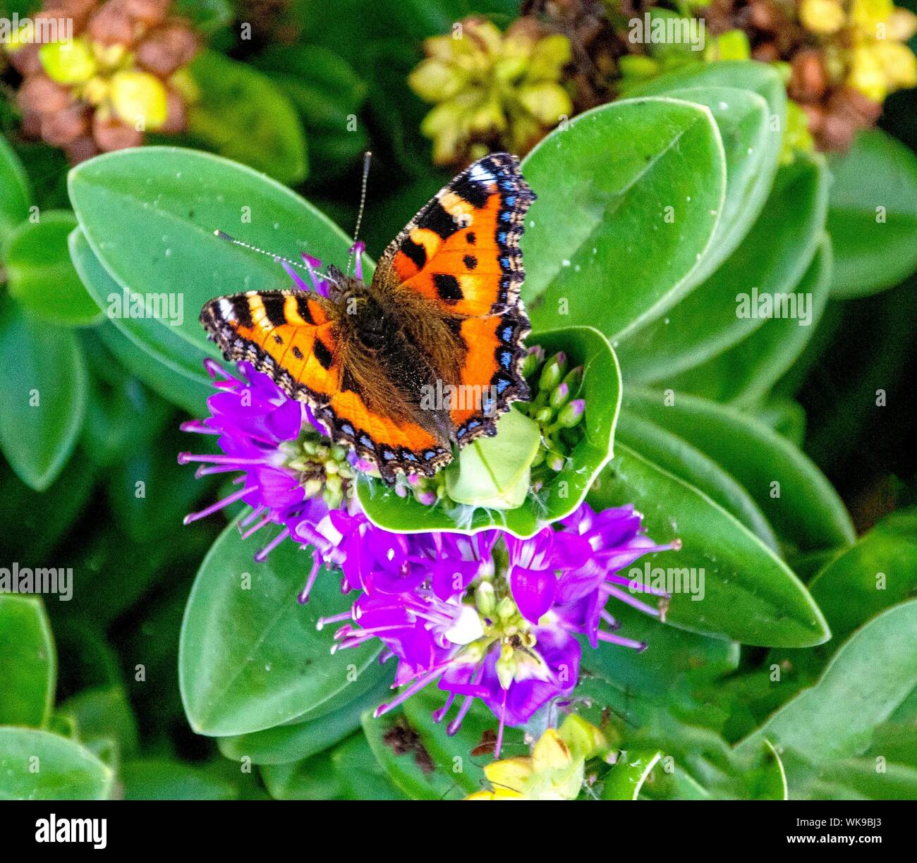 Petit papillon écaille sur une fleur Banque D'Images
