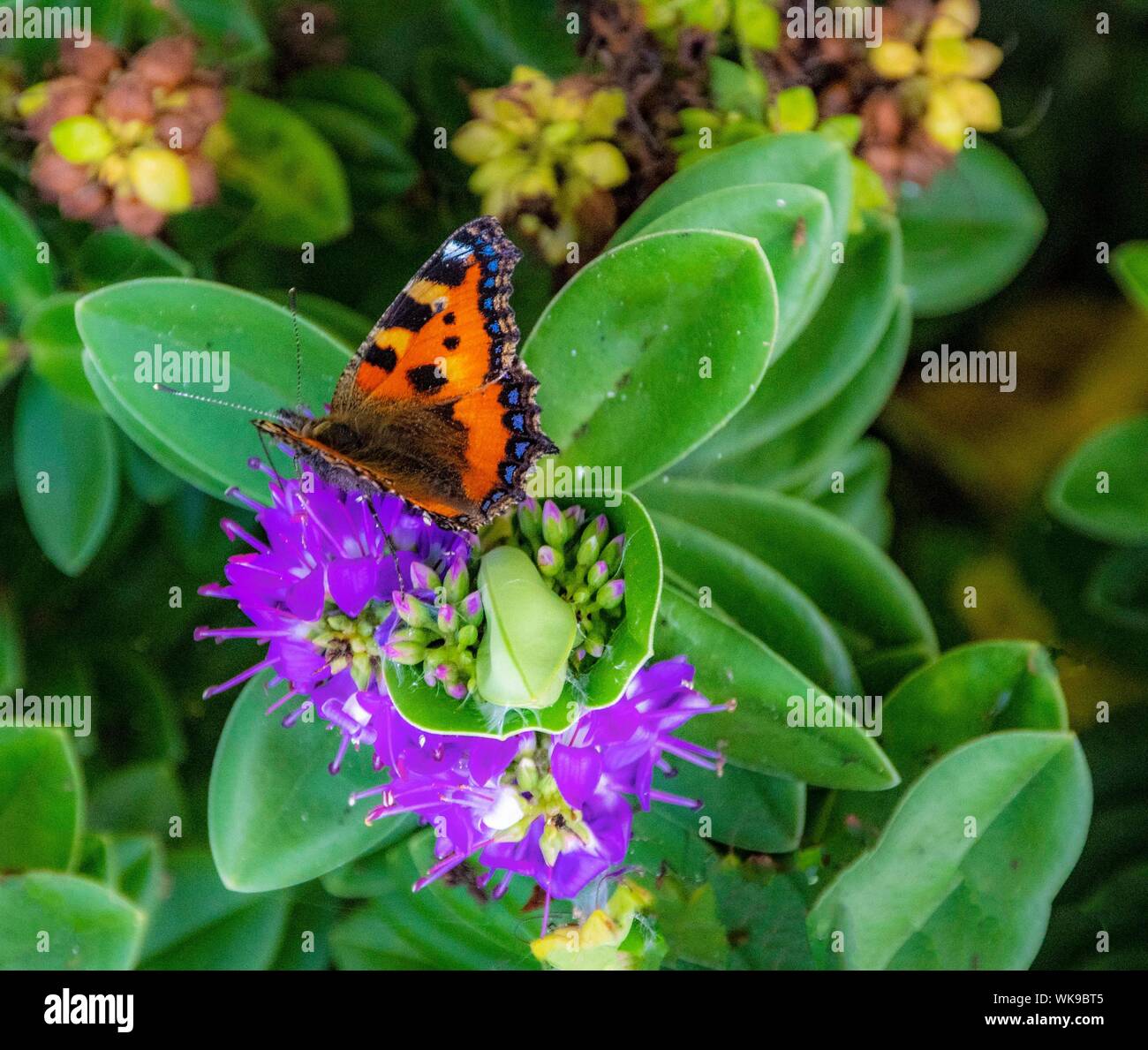 Petit papillon écaille sur une fleur Banque D'Images
