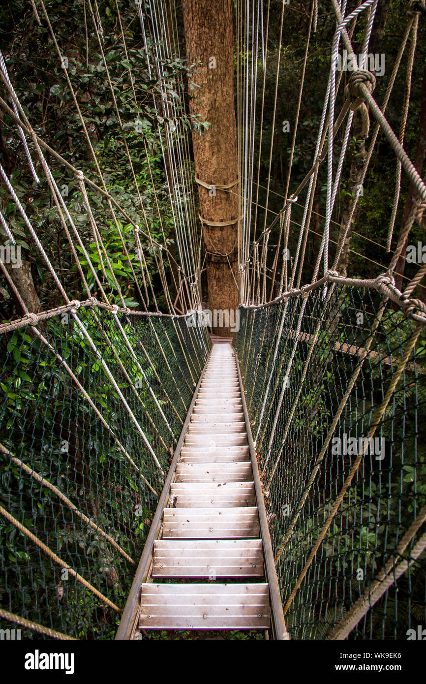 Voir le long d'une étroite passerelle déserte à câbles sur la canopée d'une forêt tropicale luxuriante Banque D'Images