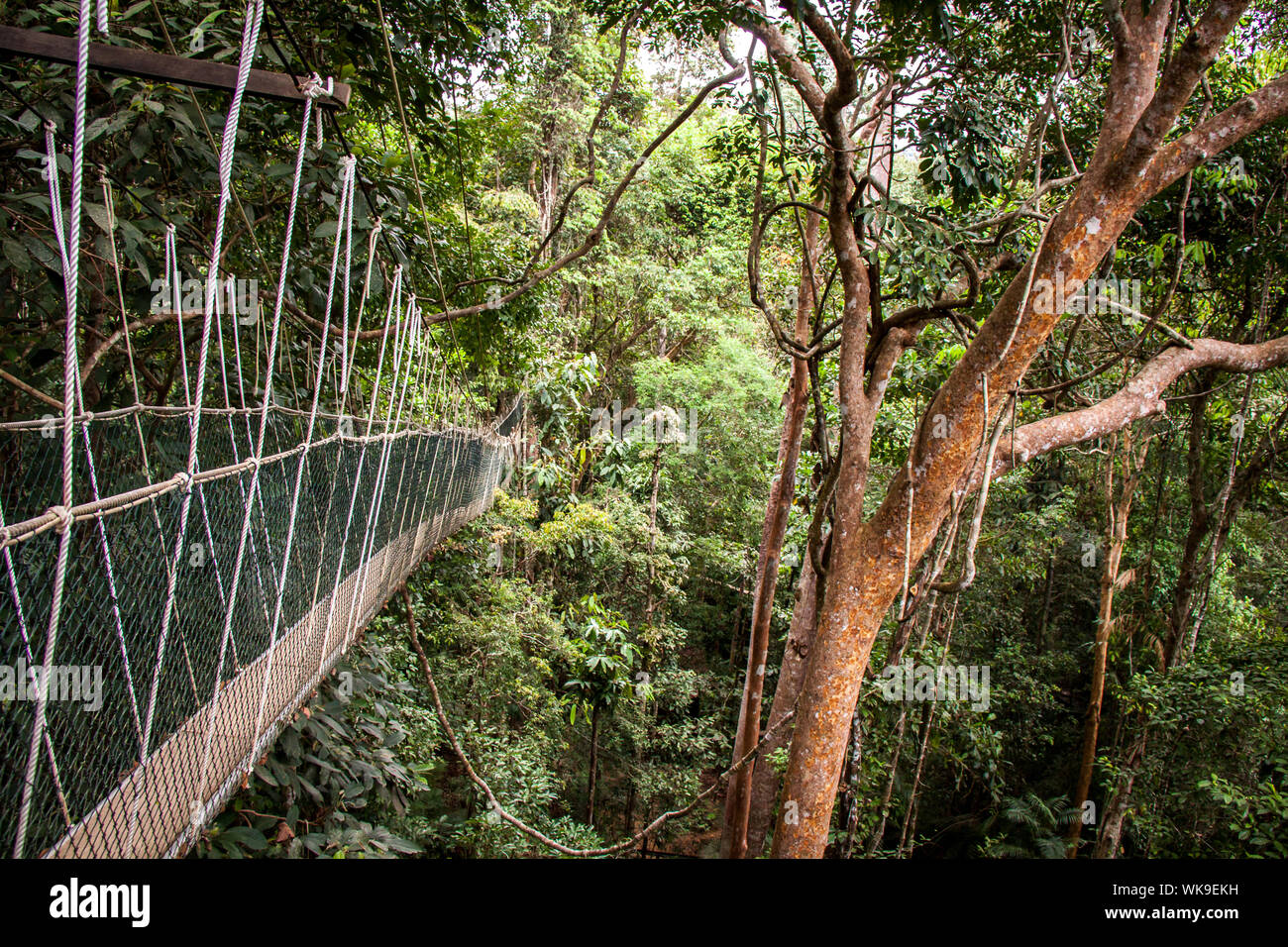 Voir le long d'une étroite passerelle déserte à câbles sur la canopée d'une forêt tropicale luxuriante Banque D'Images
